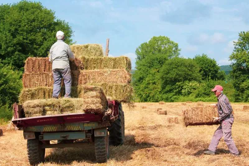 Comercialización de productos agrícolas